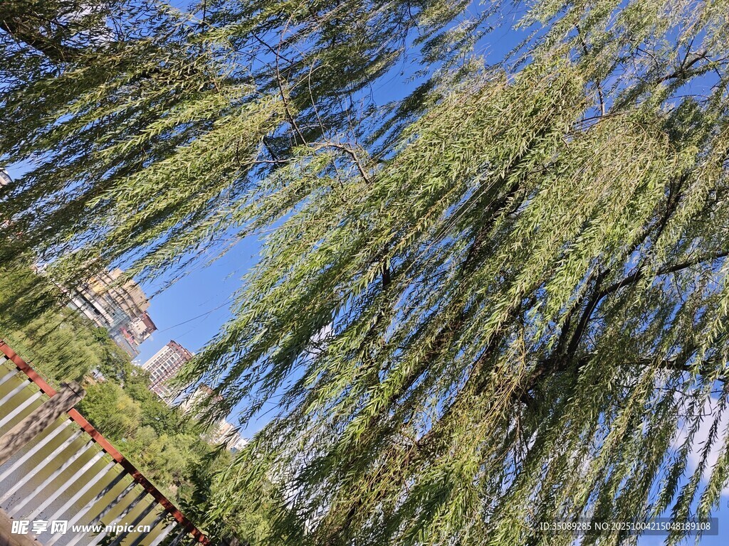 垂柳依依映蓝天