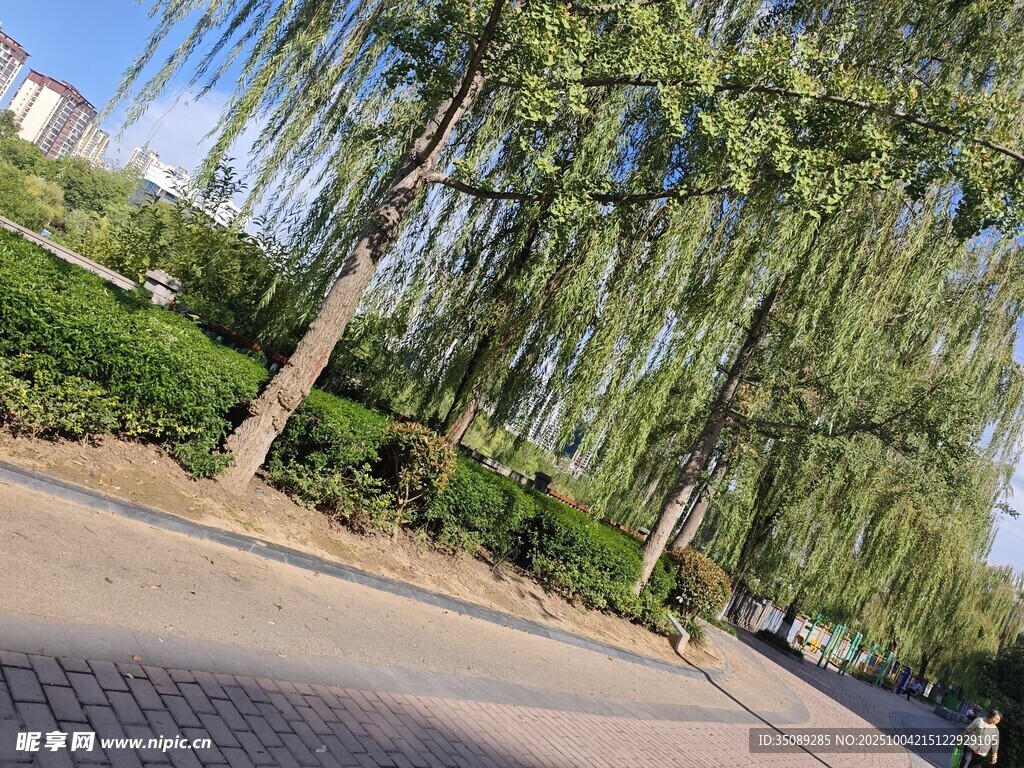 路边垂柳绿意盎然的景致