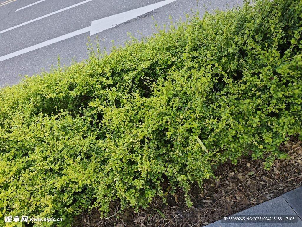 路边翠绿茂盛的灌木丛