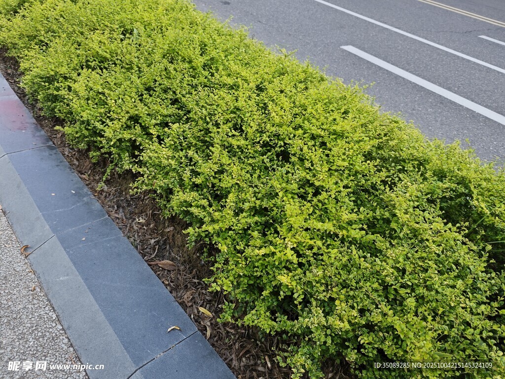 路边翠绿茂盛的灌木丛