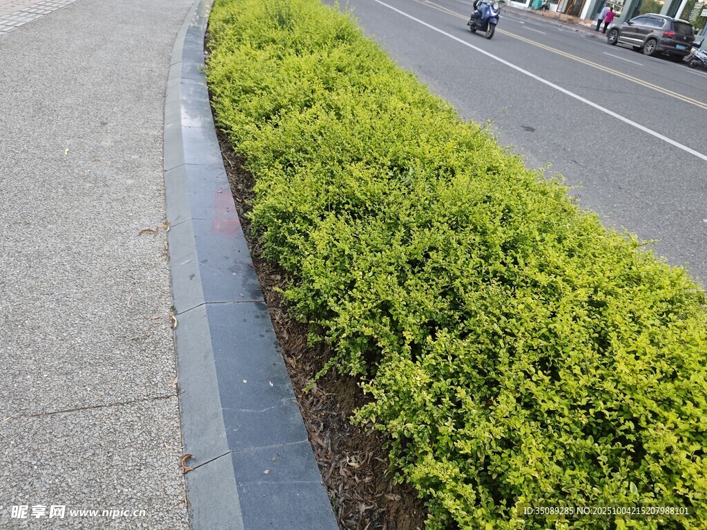 路边翠绿灌木丛景观