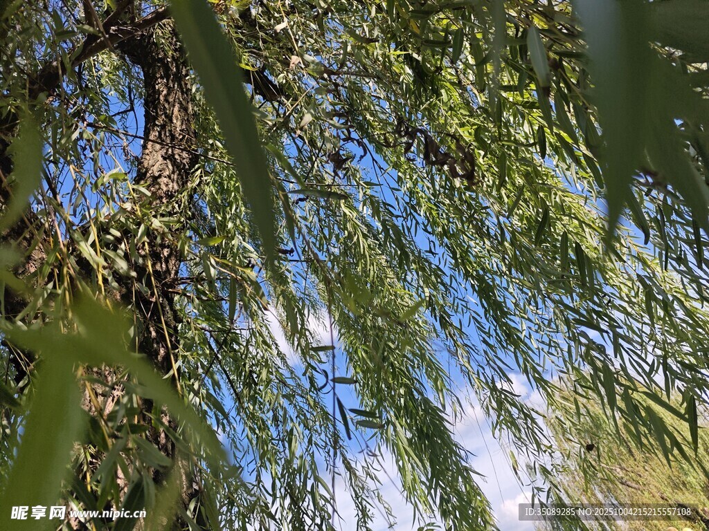 垂柳枝头映蓝天