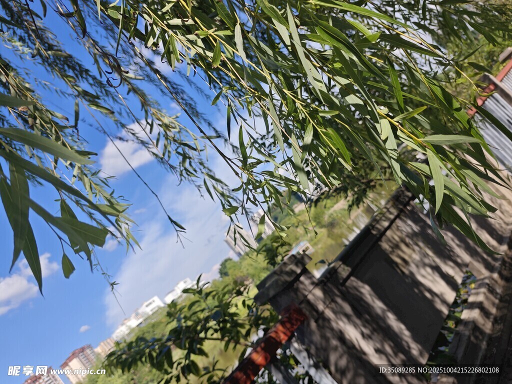 绿荫下的户外景象