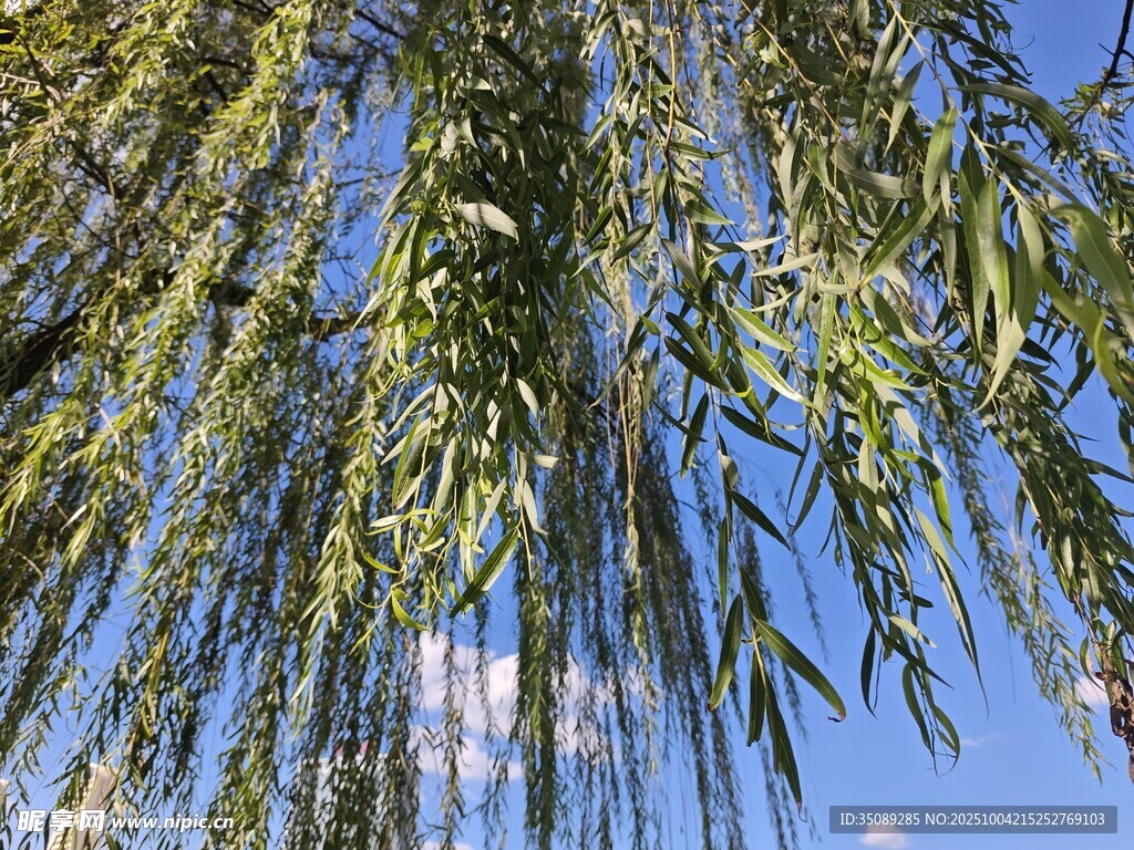 垂柳依依蓝天映衬绿意浓