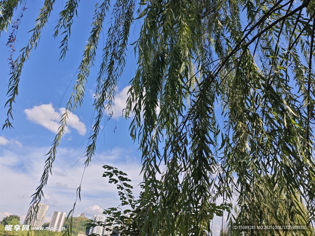 垂柳依依伴蓝天
