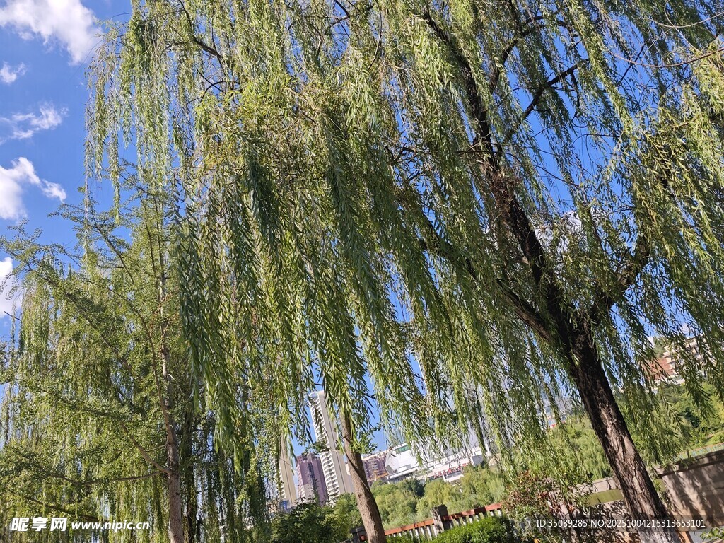 垂柳依依蓝天映衬美景