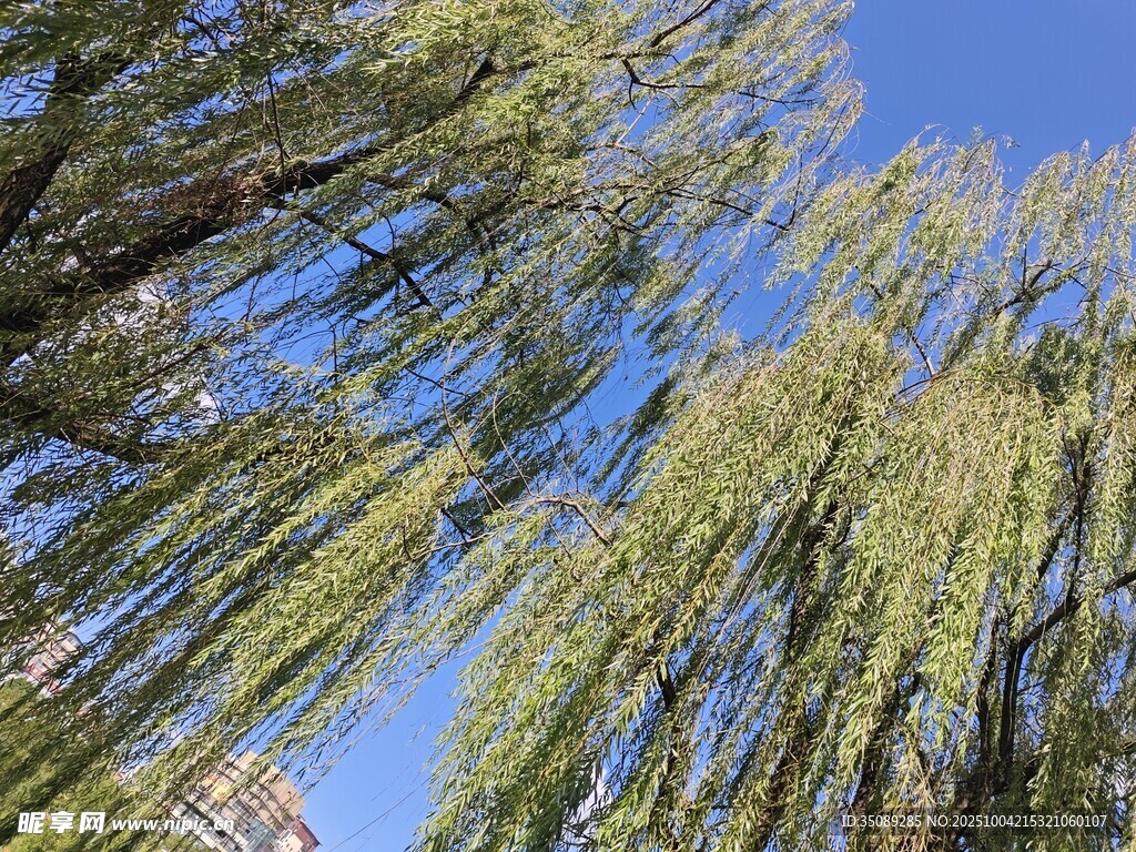垂柳映蓝天