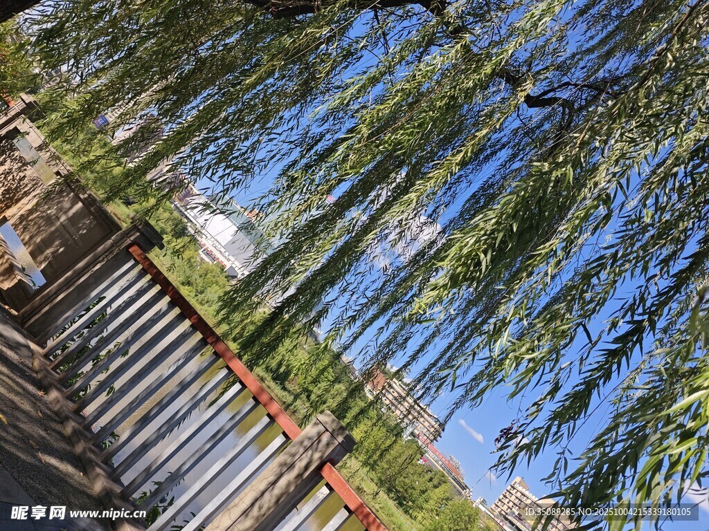 垂柳下的木质栏杆景观