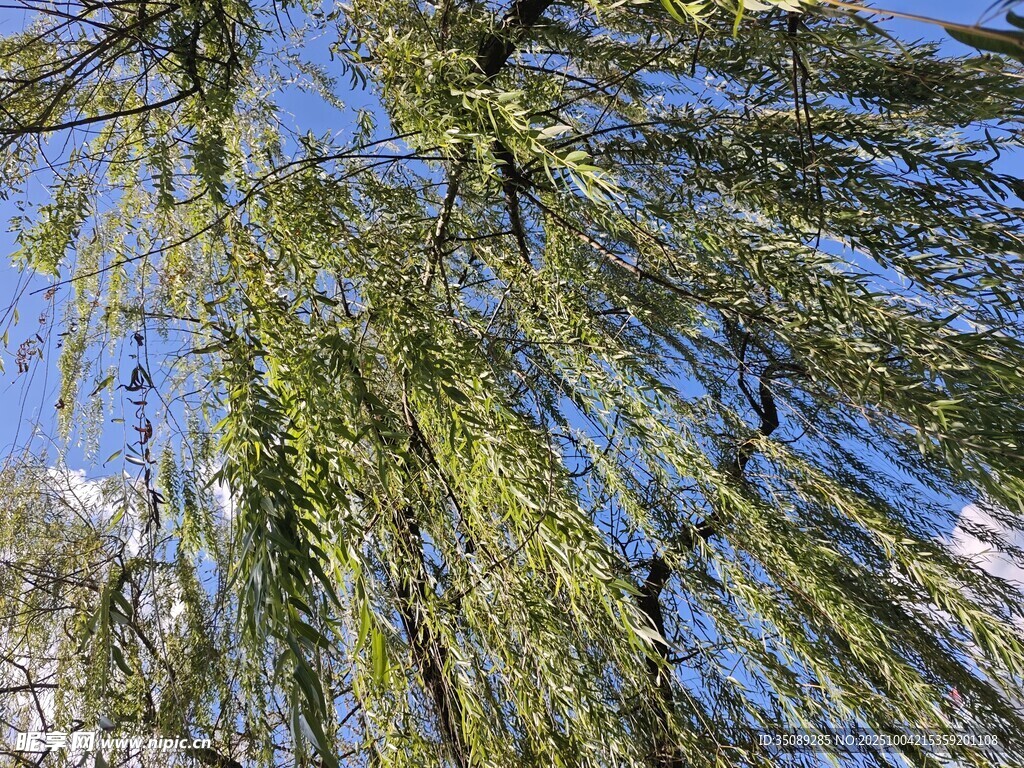 垂柳依依春日清新景致