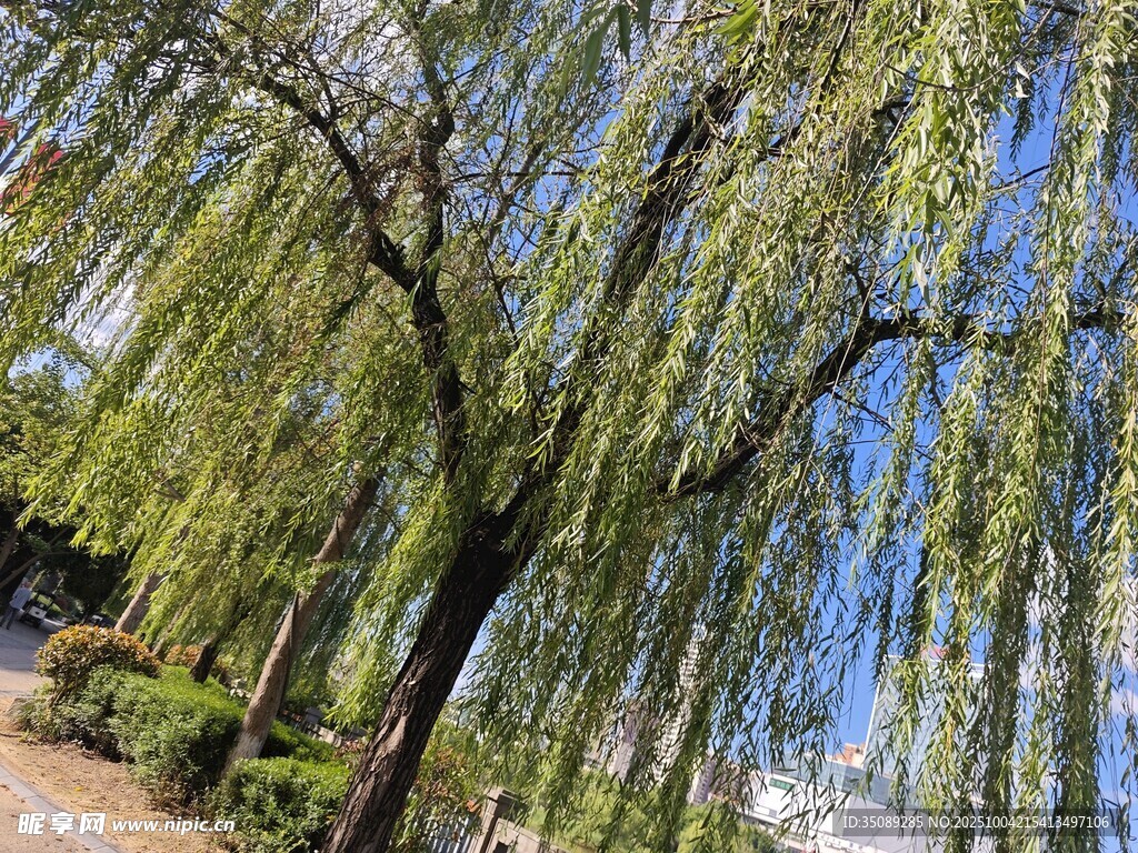 垂柳映蓝天绿意盎然