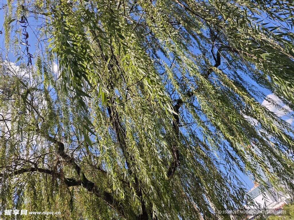 垂柳依依蓝天映衬美景