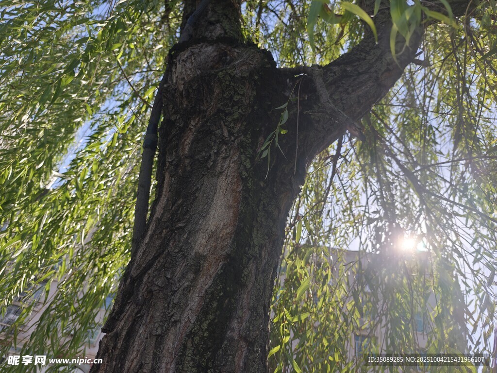 粗壮柳树阳光洒落枝叶间