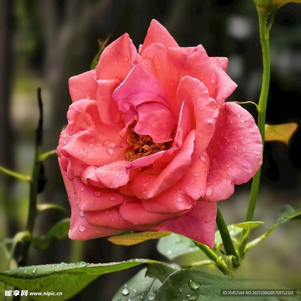 月季花