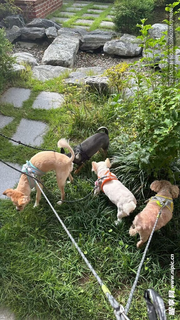 狗