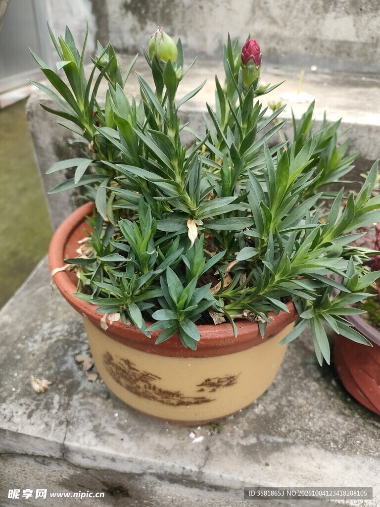 盆栽绿植
