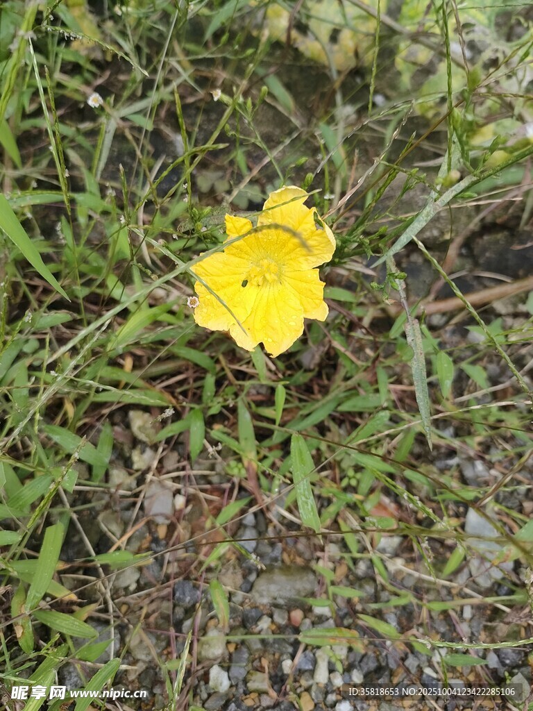草地上的黄色小花