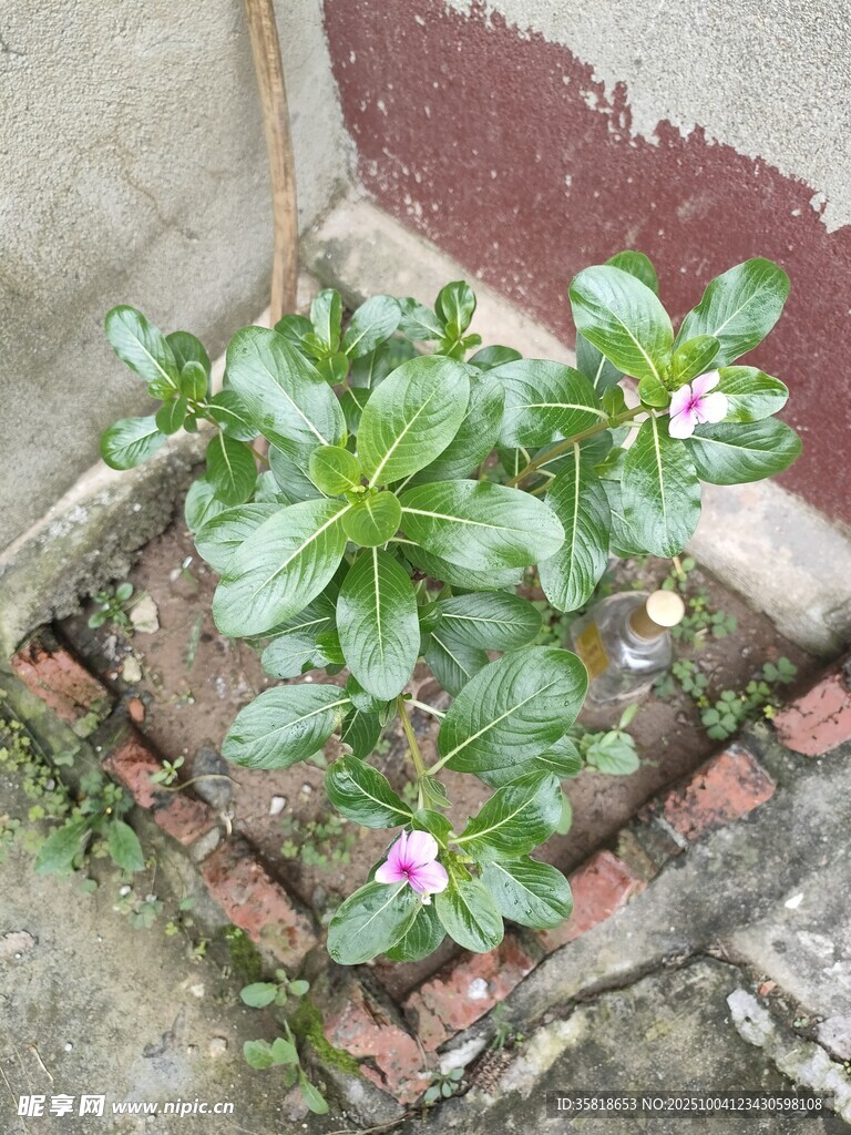 砖缝中绽放的顽强小花