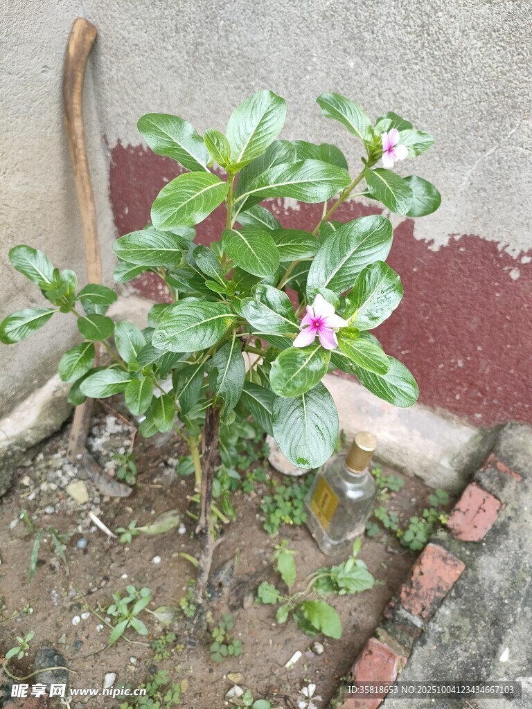 墙角绽放的紫色小花