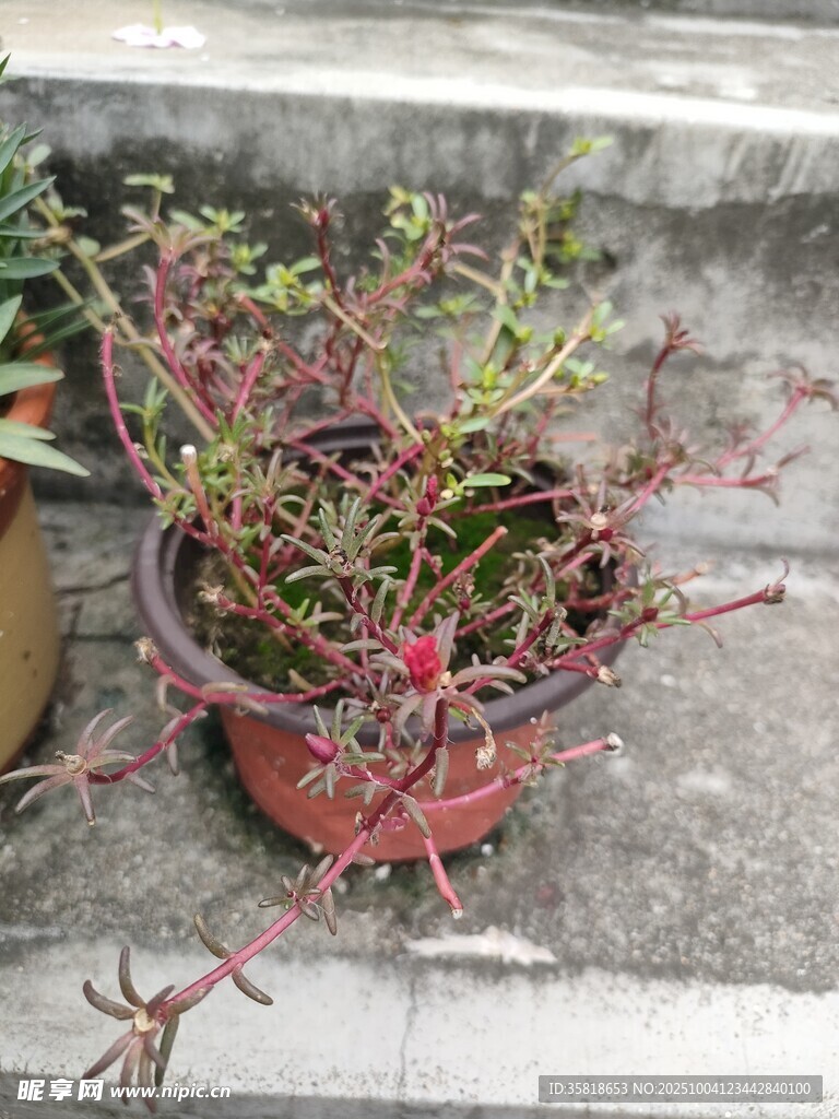 盆栽植物