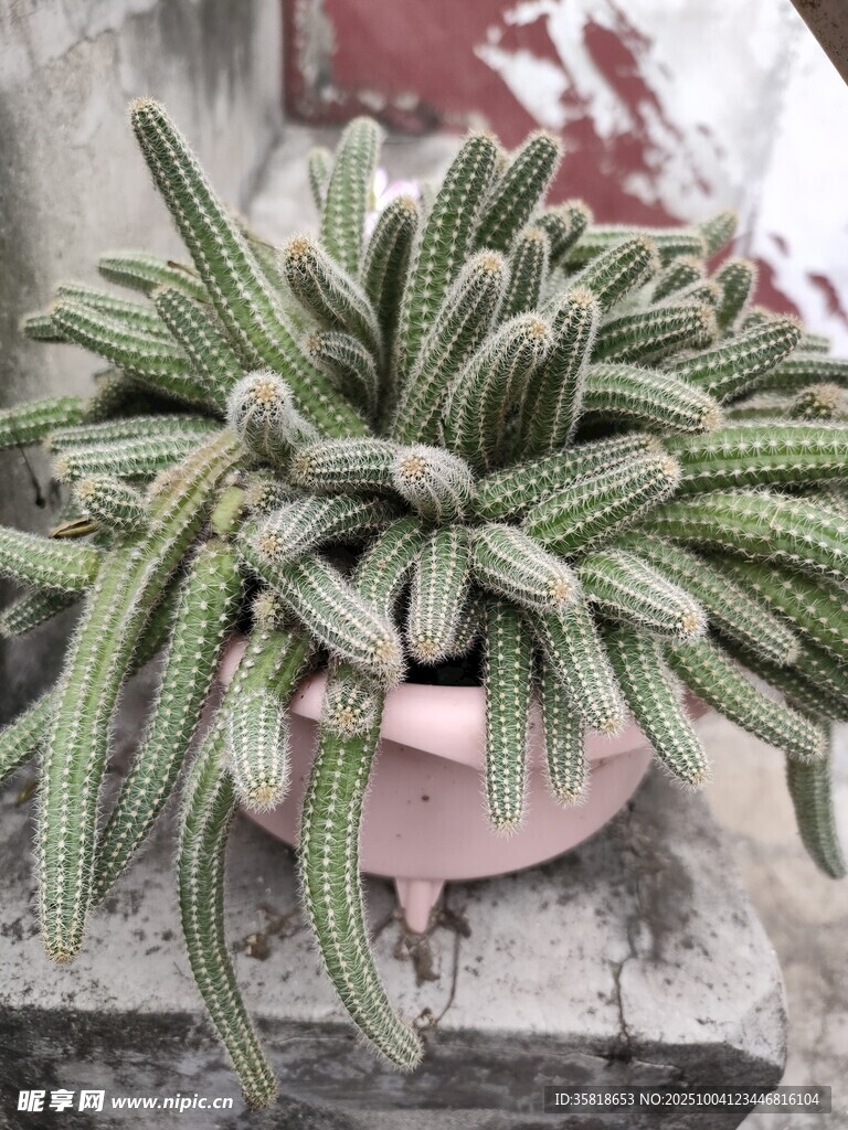 粉色花盆中的丛生仙人掌