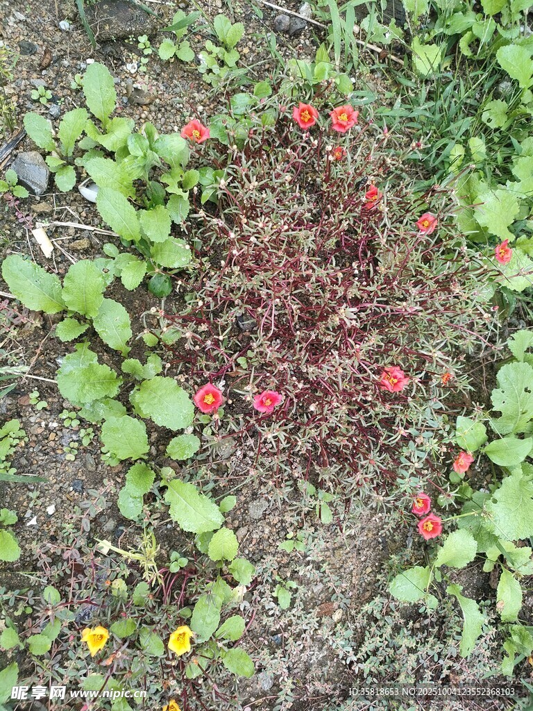 路边小花
