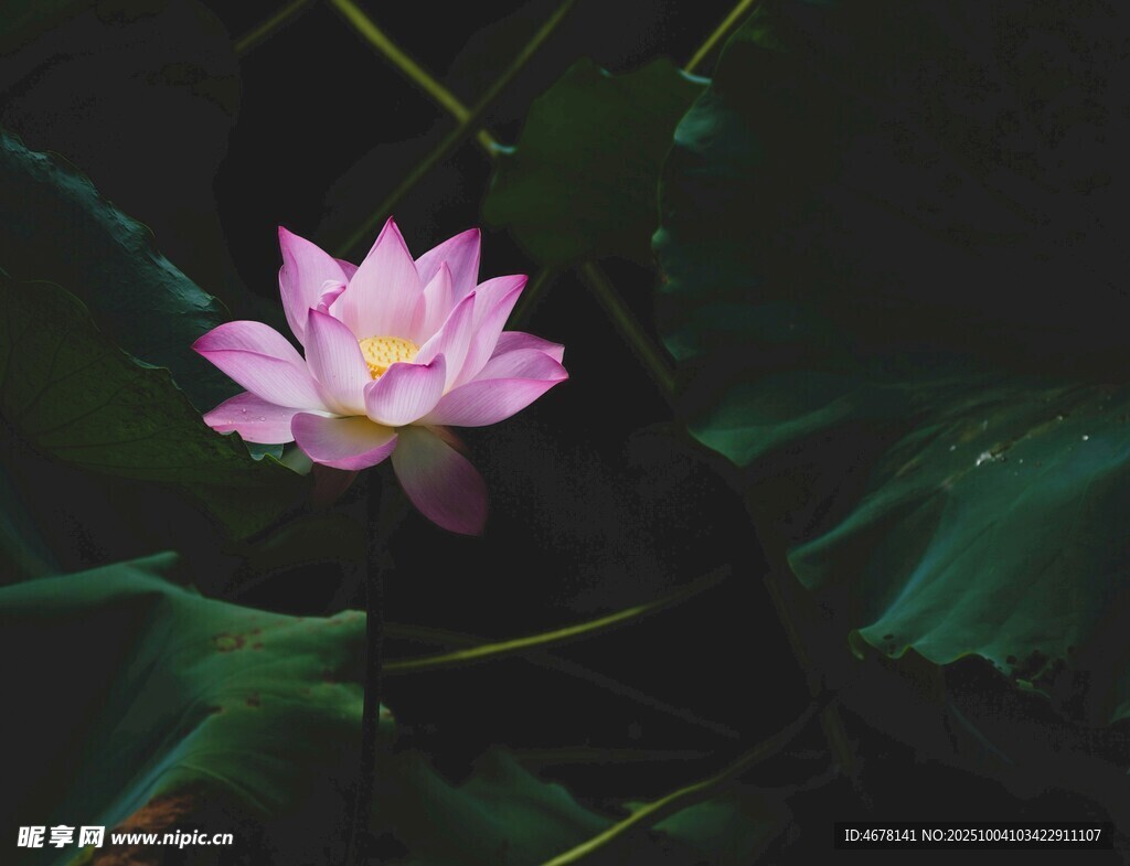 粉色荷花绽放于绿叶间