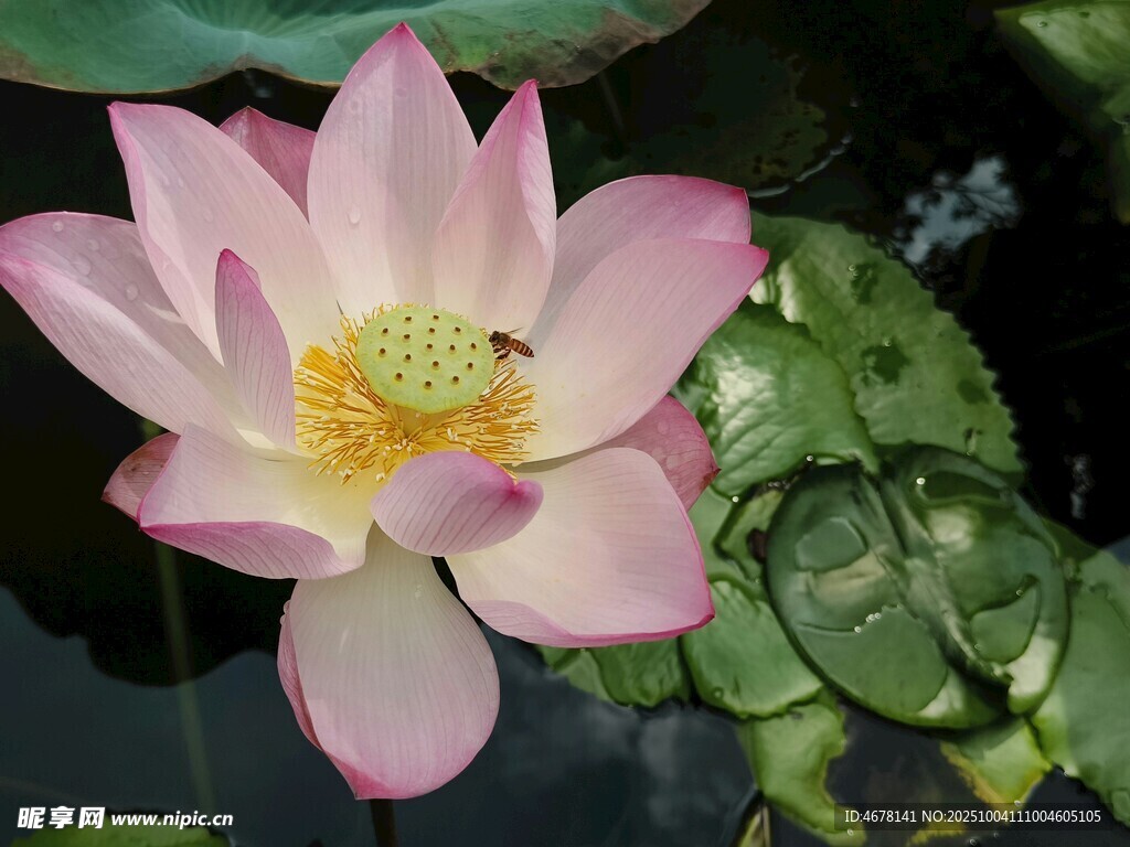 娇艳荷花上的小蜜蜂