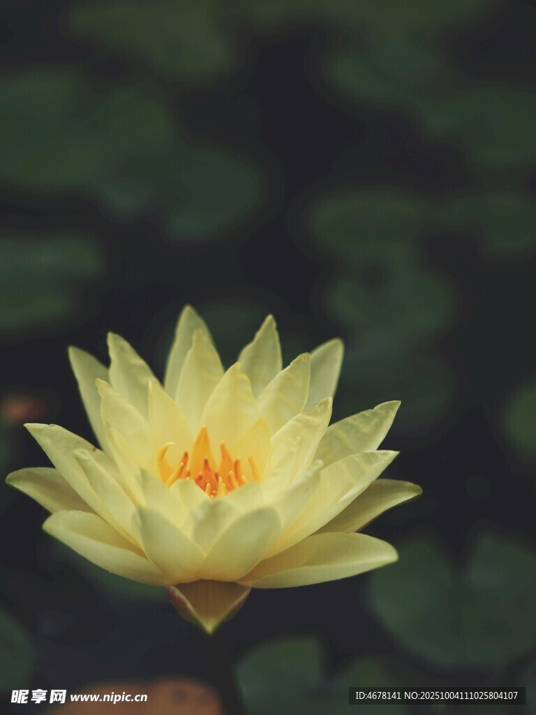 绽放的黄色睡莲