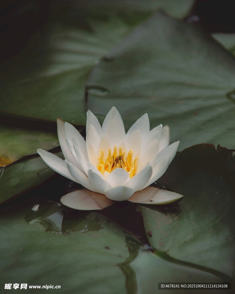 水中白睡莲绽放