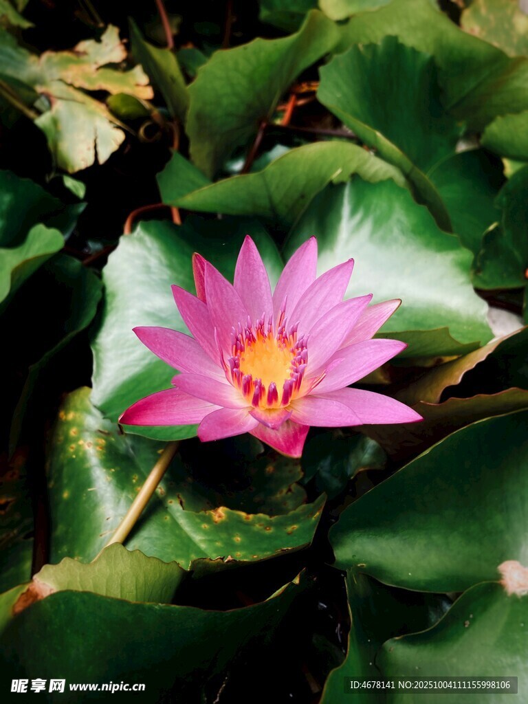 娇艳粉色睡莲绽放