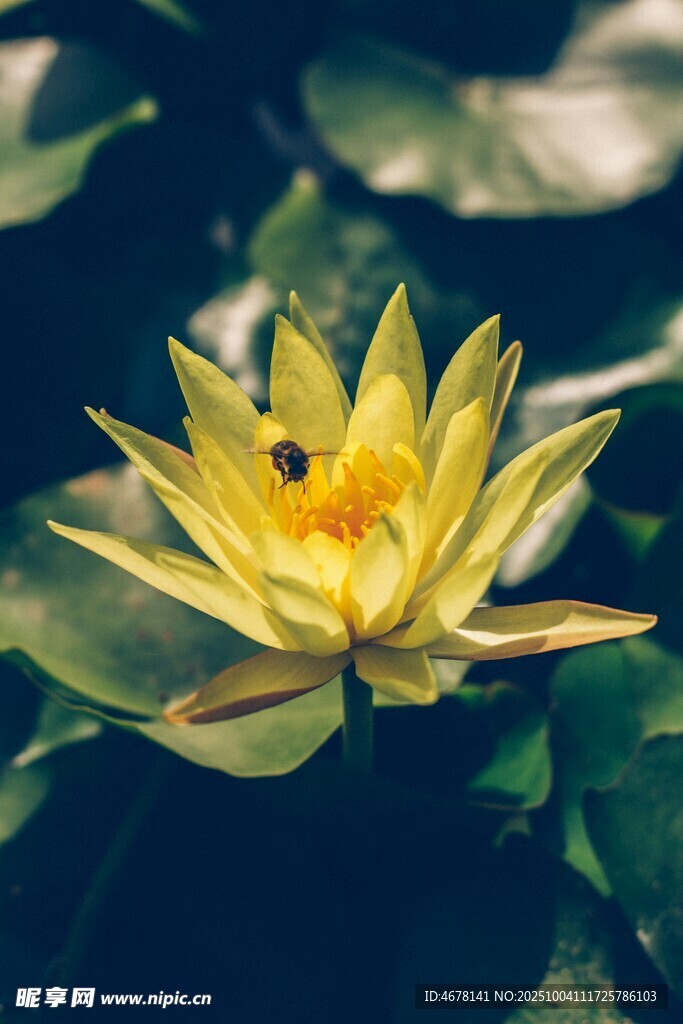 黄色睡莲上的小蜜蜂