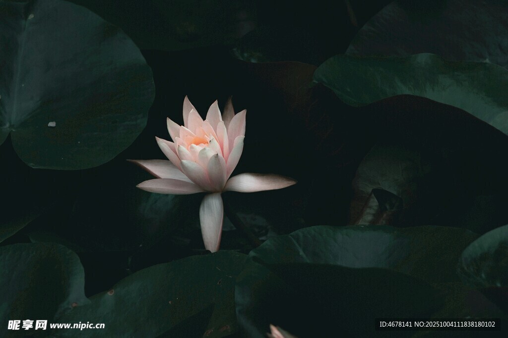 暗夜中的素雅白莲花