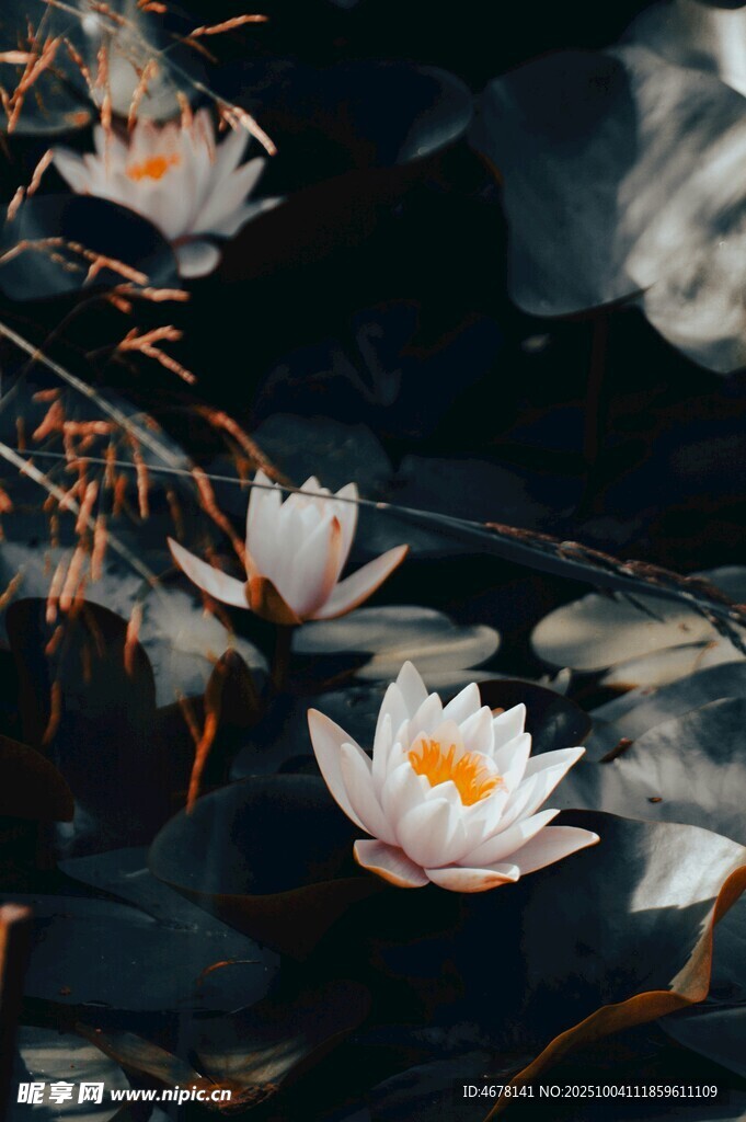 水中绽放的优雅白睡莲