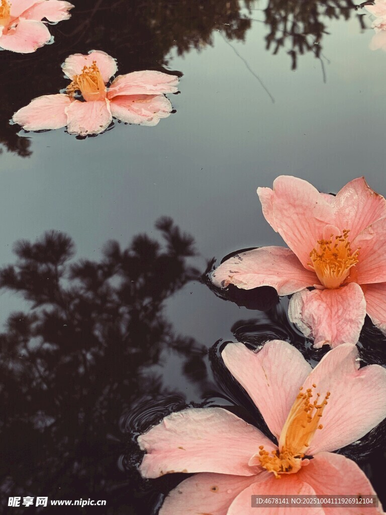 水中绽放的粉色美丽花朵
