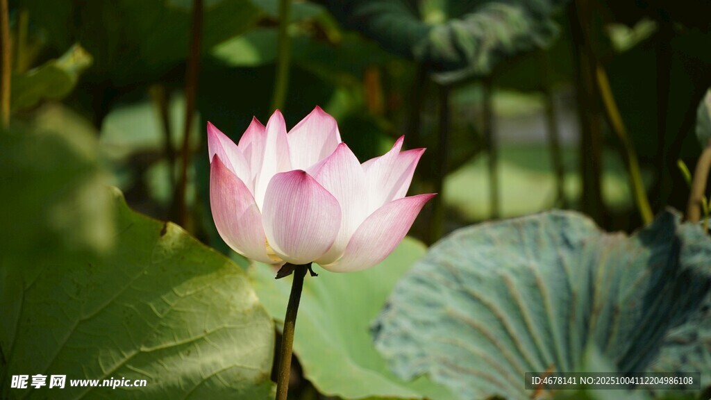 娇艳荷花绽放于绿叶间