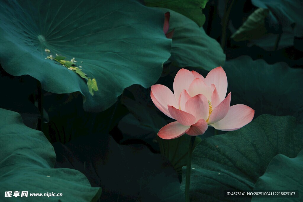 粉色荷花绽放于绿叶间