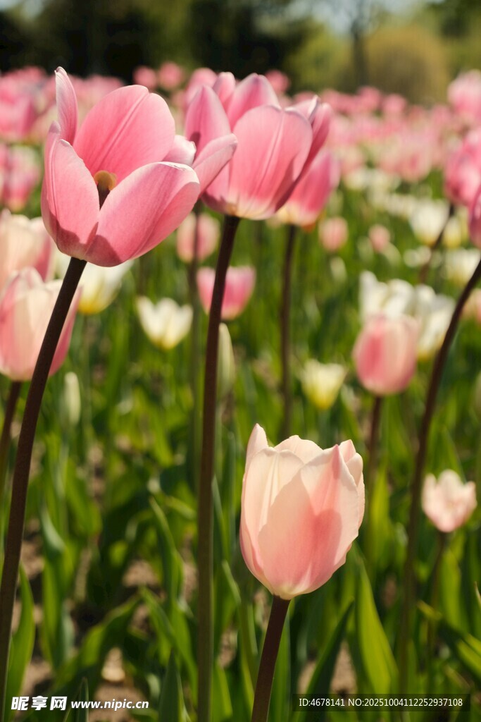 粉色郁金香花海美景