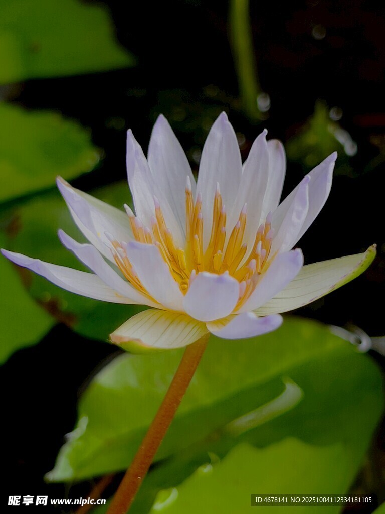 白色睡莲绽放
