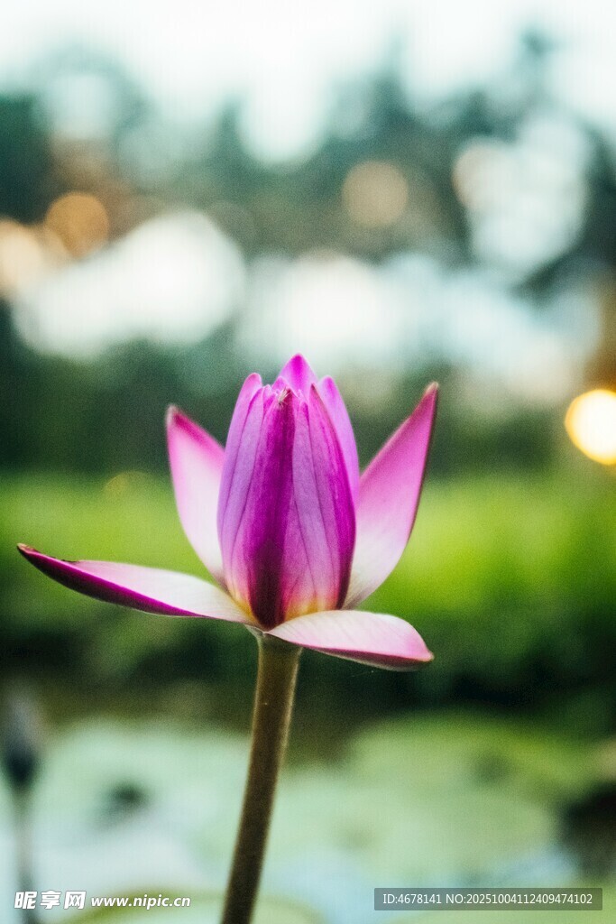 绽放的美丽荷花