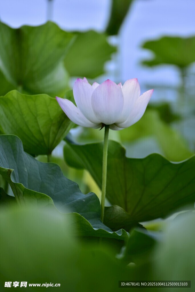 绽放的白色荷花