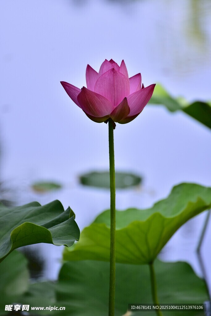 娇艳荷花绽放于绿叶间