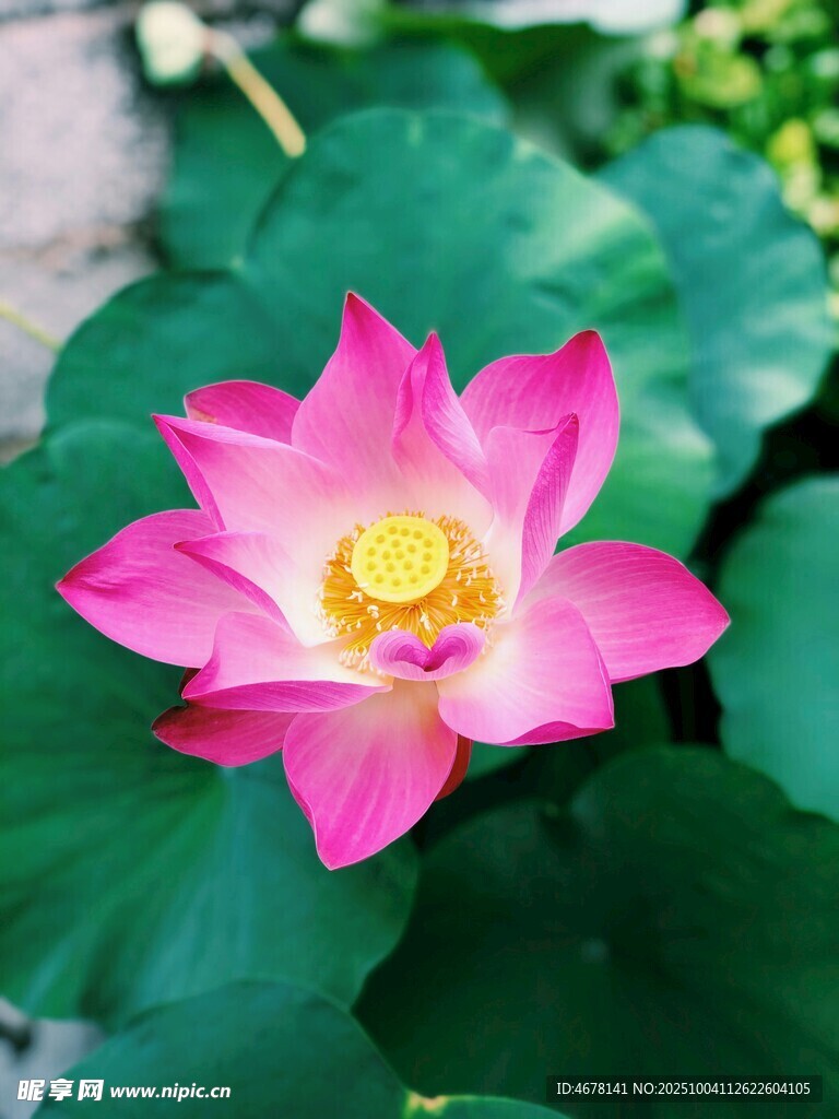 娇艳盛开的粉色荷花