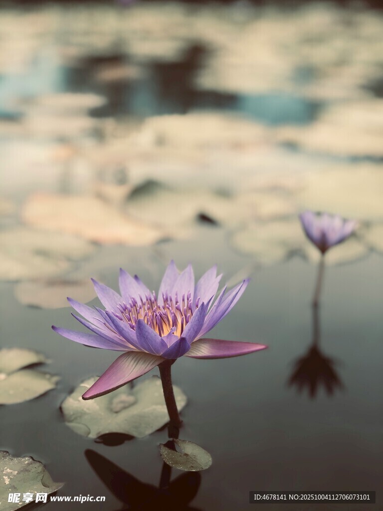 水中绽放的美丽紫色睡莲