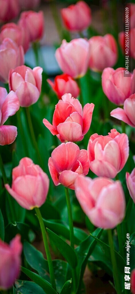 粉色郁金香花海