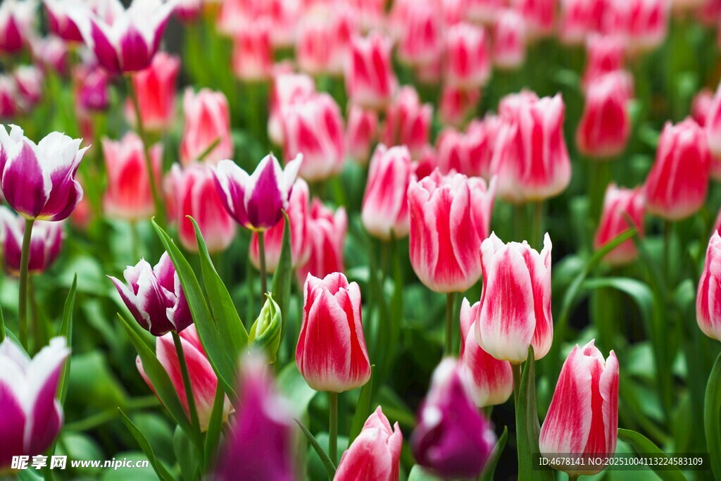 缤纷郁金香花海
