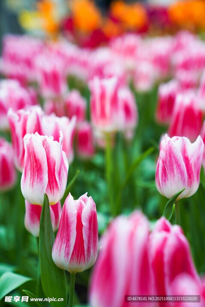 粉色条纹郁金香花海