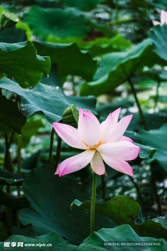 粉色荷花绽放于绿叶间