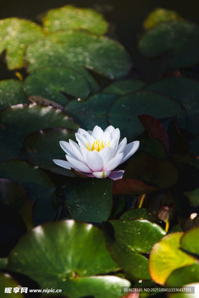 水中绽放的美丽白睡莲