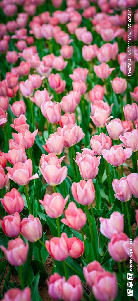 粉色郁金香花海