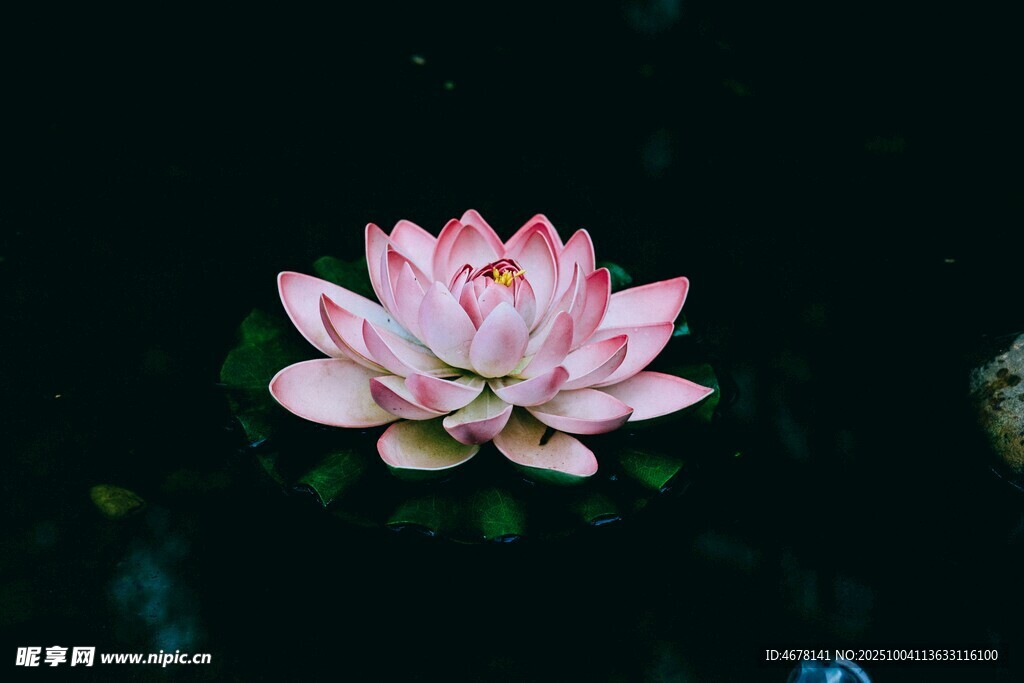 水中绽放的娇艳粉色荷花